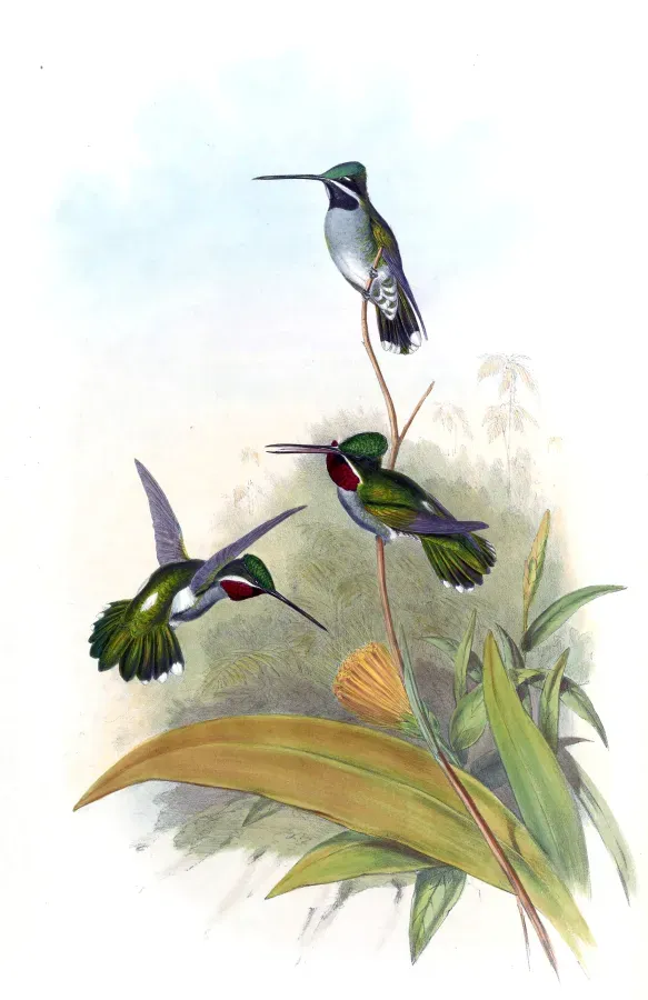 File:Heliomaster longirostris - Gould.jpg