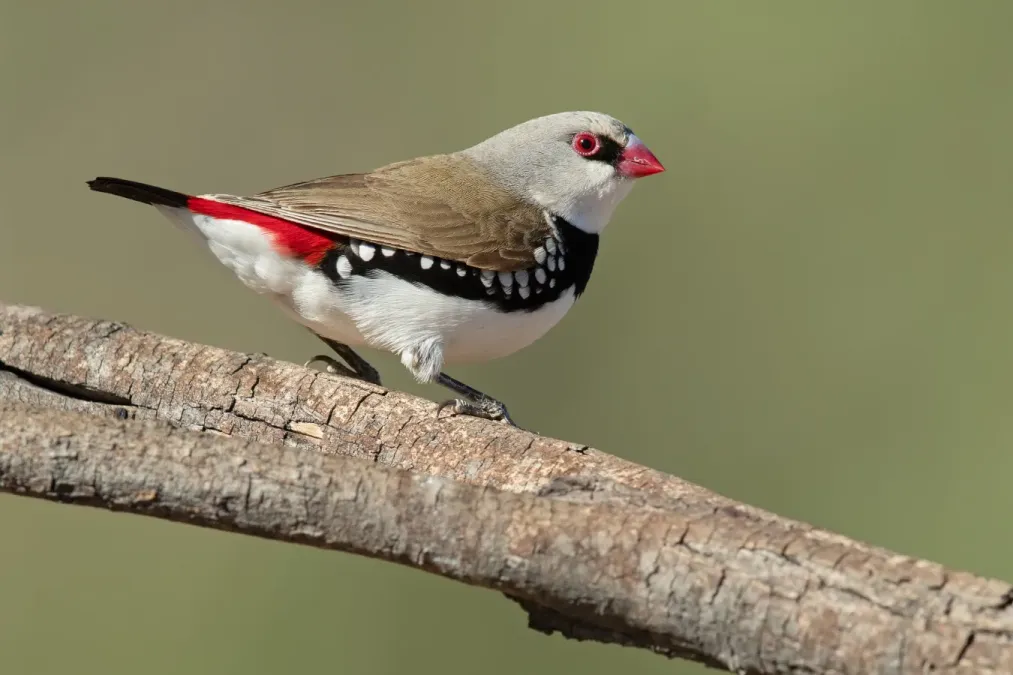 File:Stagonopleura guttata 1 - Glen Alice.jpg