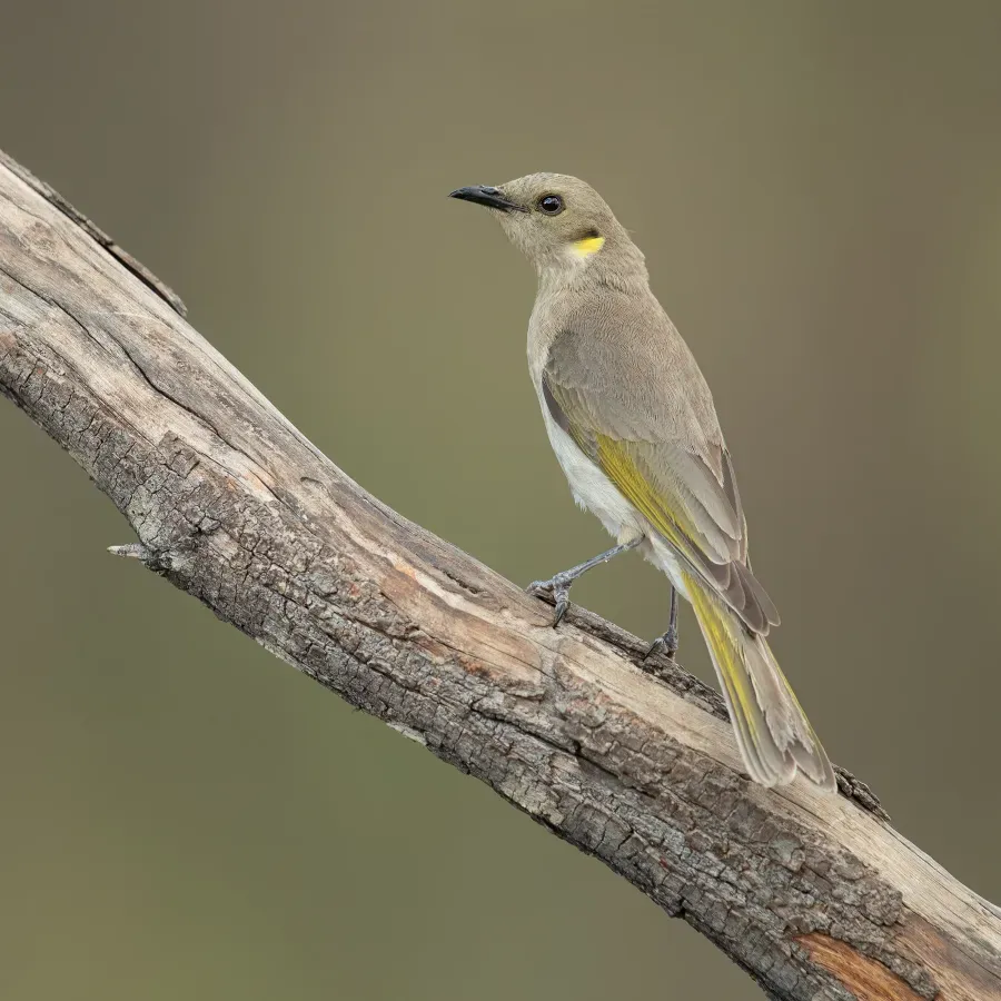 File:Ptilotula fusca - Glen Alice.jpg