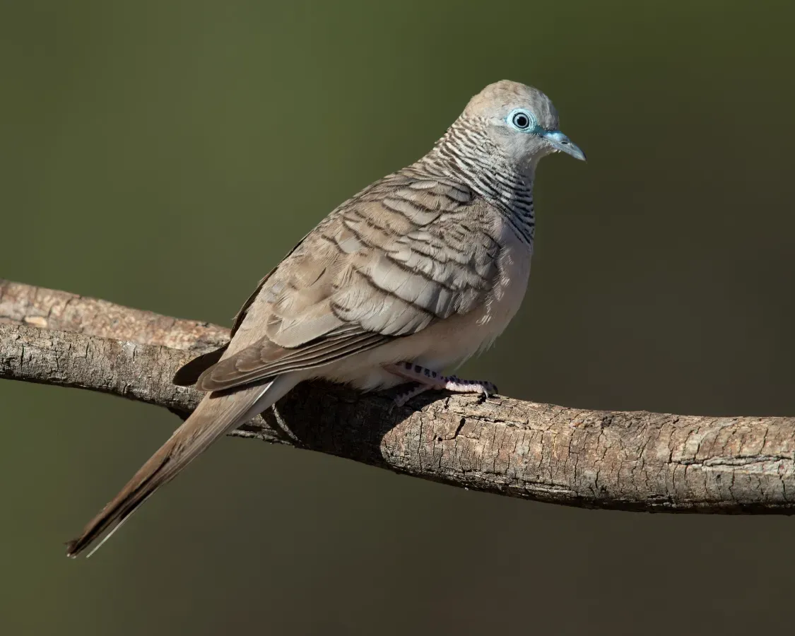 File:Geopelia placida - Glen Alice.jpg