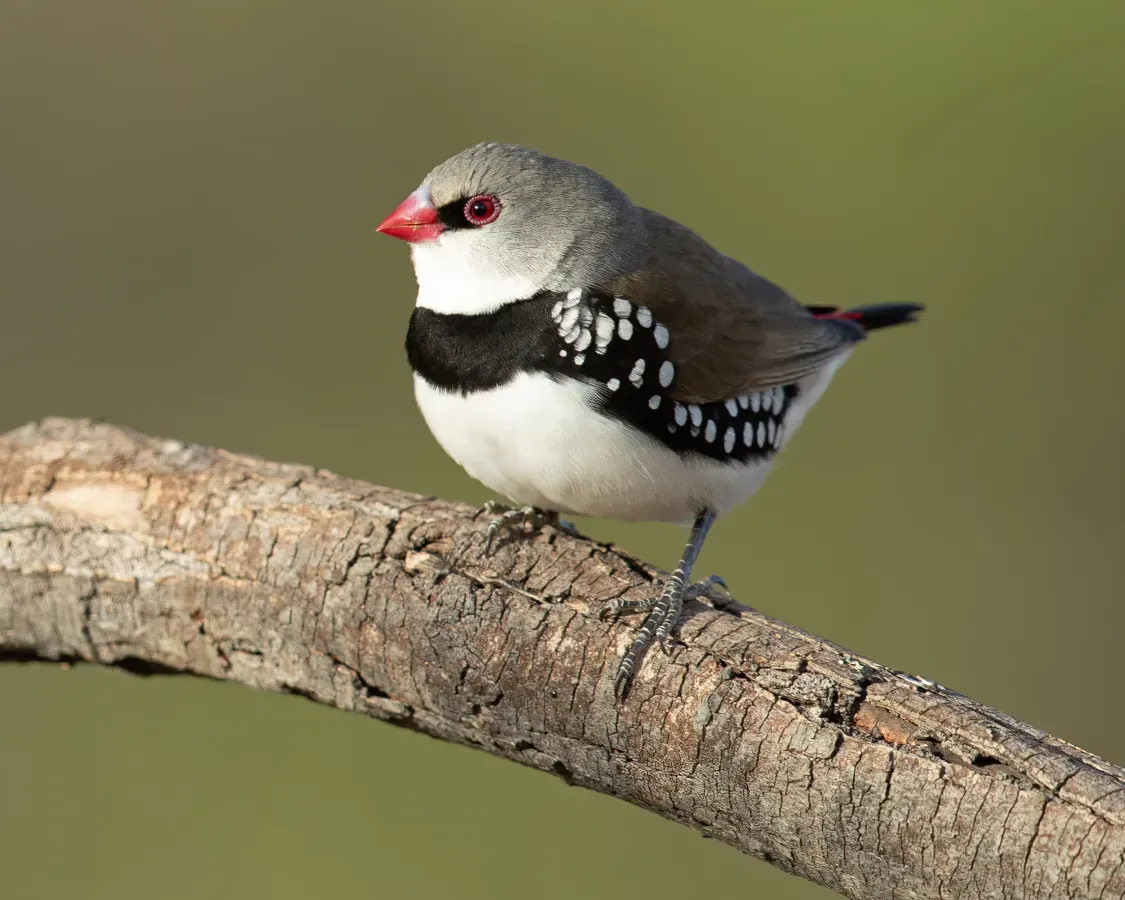 File:Stagonopleura guttata 2 - Glen Alice.jpg