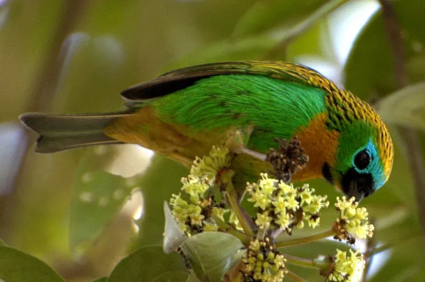 File:Tangara desmaresti 1.jpg