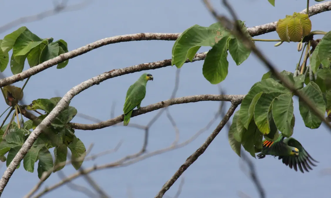 File:Amazona amazonica -one perching and one flying-8.jpg