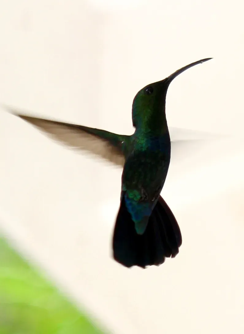 File:Eulampis holosericeus a1.jpg