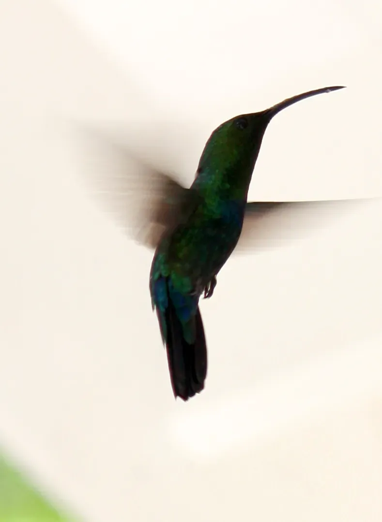 File:Eulampis holosericeus a2.jpg