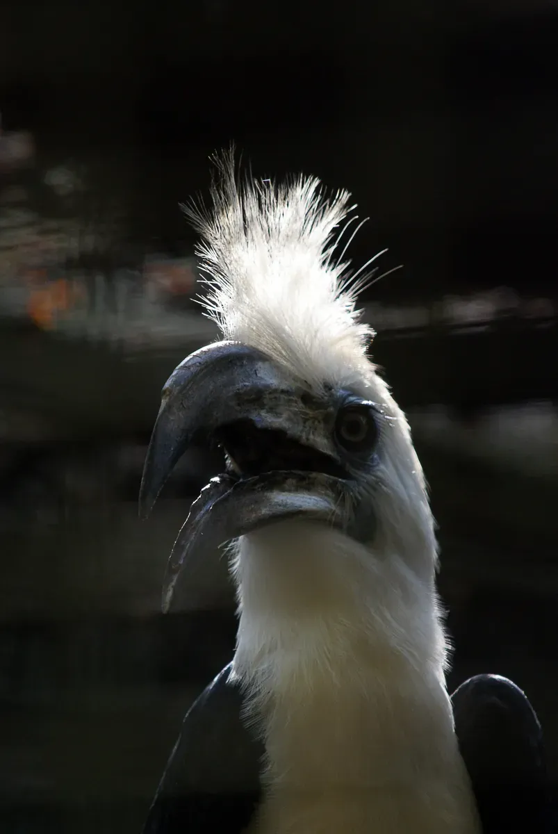 File:Berenicornis comatus -Melaka Zoo -female-8a.jpg