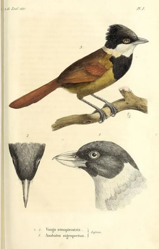 File:Xenopirostris xenopirostris Biatas nigropectus.jpg