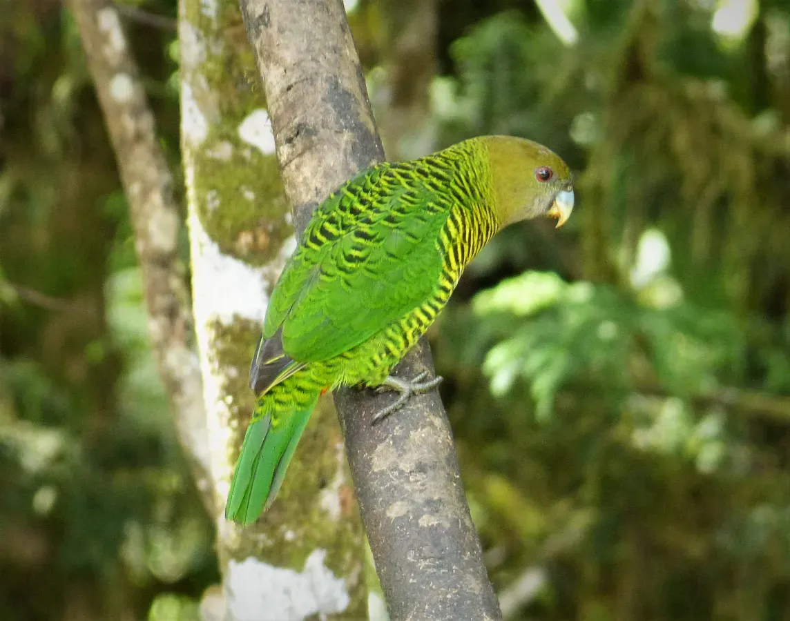 File:Psittacella brehmii -Papua New Guinea -female(48869823127).jpg