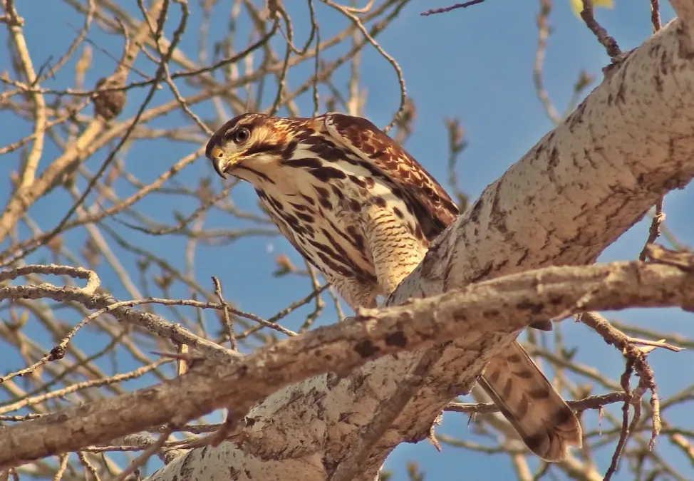 File:Buteo plagiatus juv.jpg