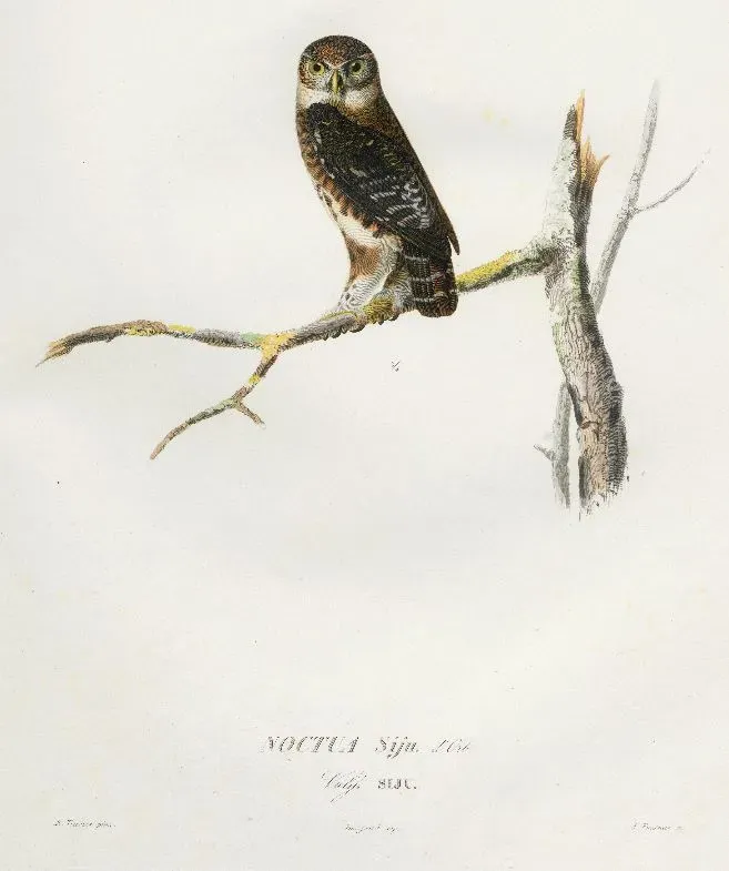File:Glaucidium siju.jpg