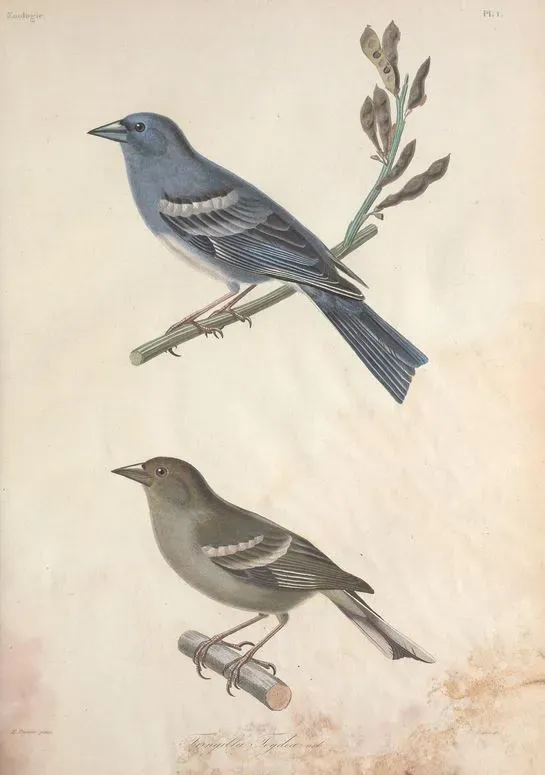 File:Fringilla teydea.jpg