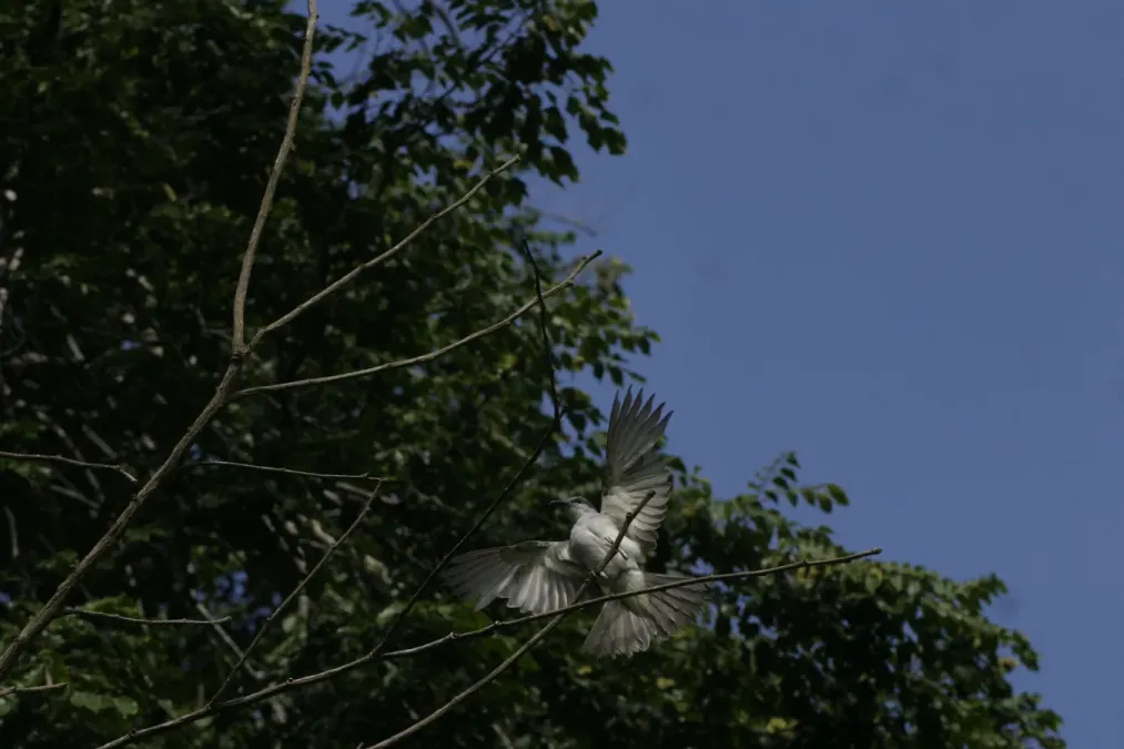 File:Tyrannus dominicensis - Puerto Rico.jpg