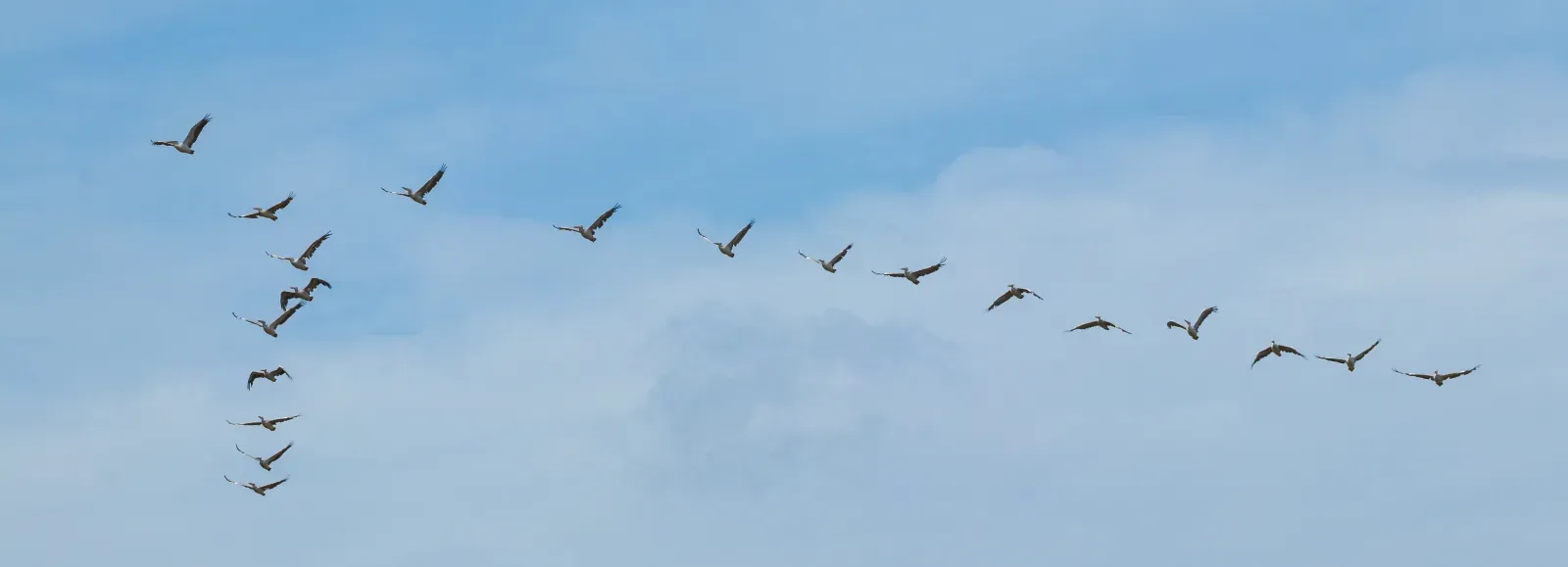 File:Pelecanus rufescens - Étang de Bages-Sigean 01.jpg