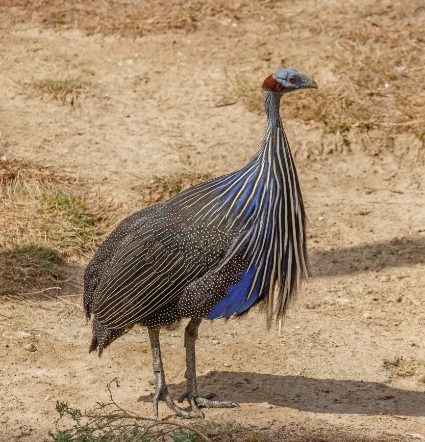 File:Acryllium vulturinum - Réserve africaine de Sigean 01.jpg