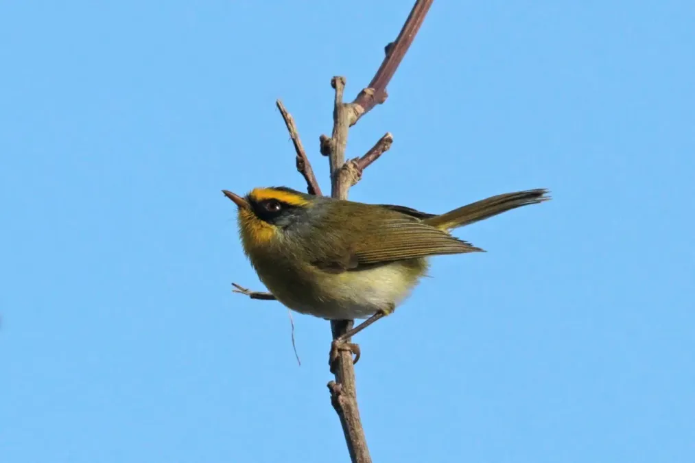 File:Black-faced warbler (Abroscopus schisticeps schisticeps) Phulchowki.jpg