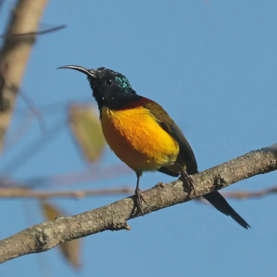 File:Green-tailed sunbird (Aethopyga nipalensis) male Phulchowki.jpg