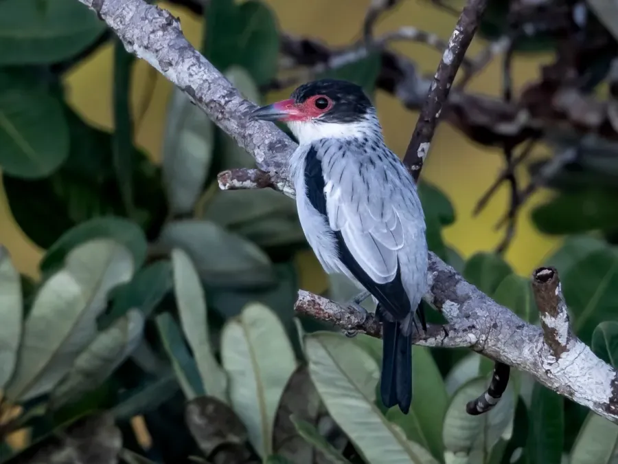 File:Tityra cayana - Black-tailed Tityra (female); Manaus, Amazonas, Brazil.jpg