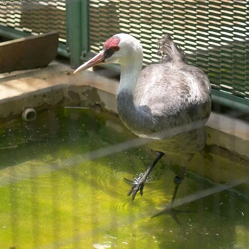 File:Grus monacha.jpg