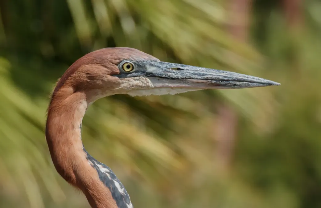 File:Ardea goliath - Réserve africaine de Sigean 04.jpg