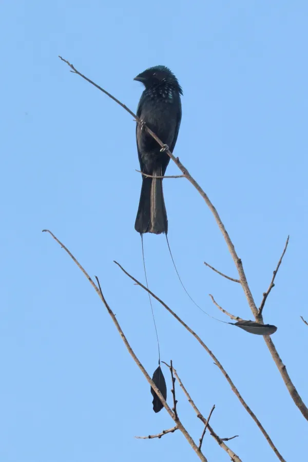 File:Lesser racket-tailed drongo (Dicrurus remifer tectirostris).jpg
