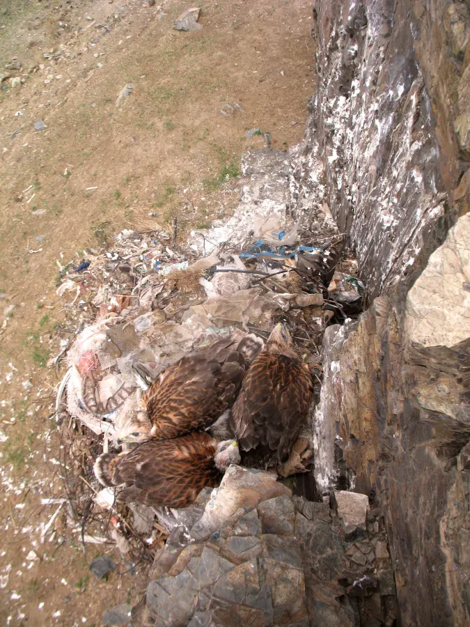 File:Пташенята канюка монгольського (Buteo hemilasius) у гнізді зі сміття, пустеля Гобі, Монголія.jpg