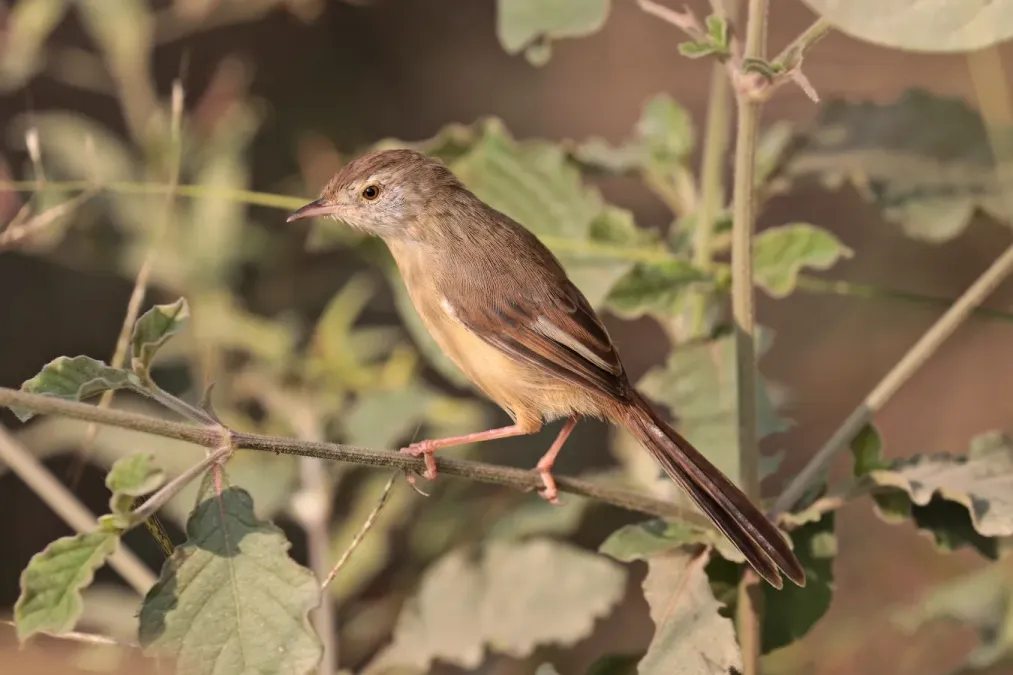 File:Plain prinia (Prinia inornata fusca) Nepalgunj.jpg
