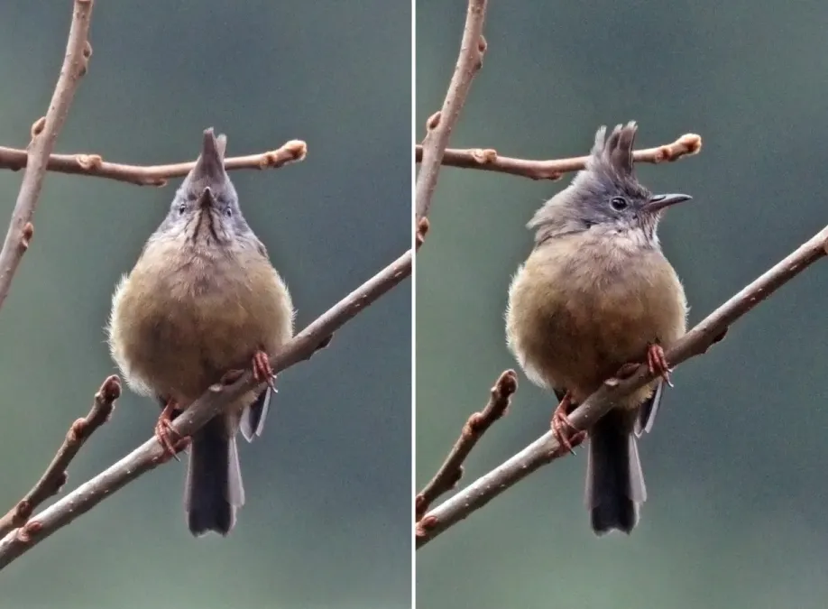 File:Stripe-throated yuhina (Yuhina gularis gularis) composite.jpg