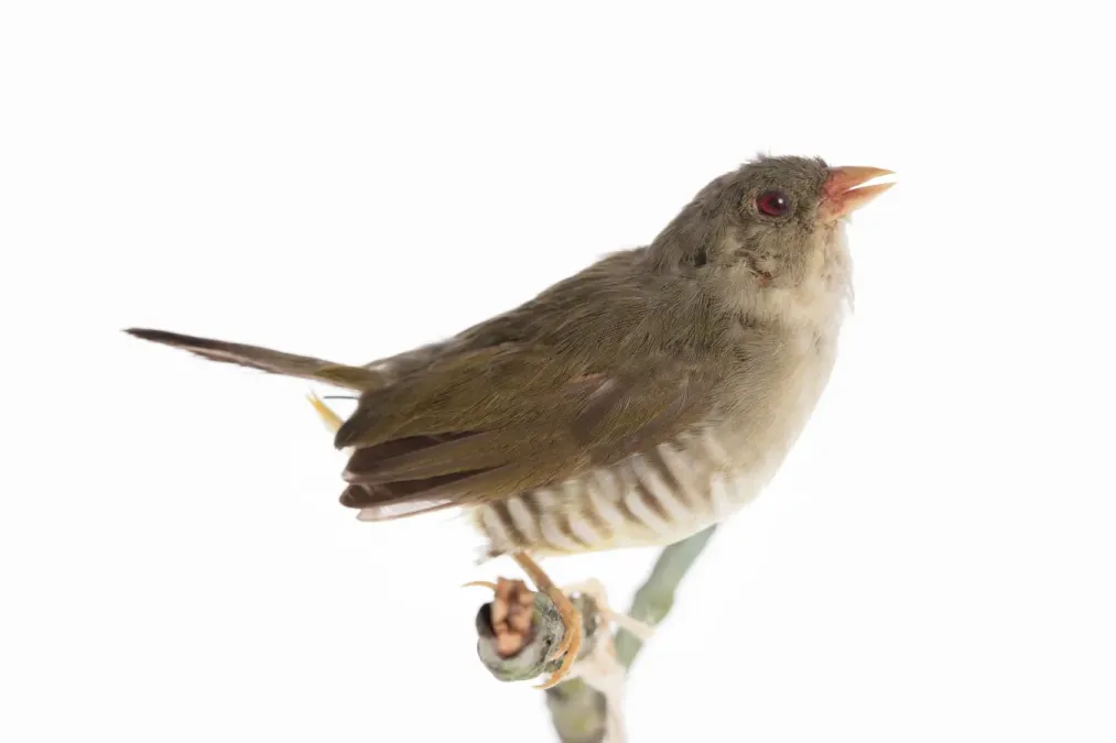 File:Amandava formosa (AM LB8273-3).jpg