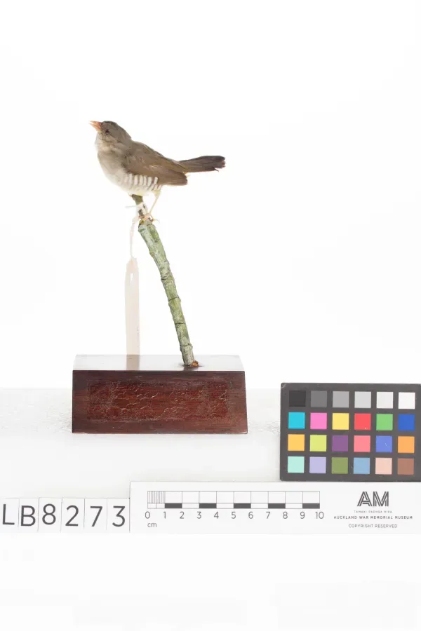 File:Amandava formosa (AM LB8273-4).jpg