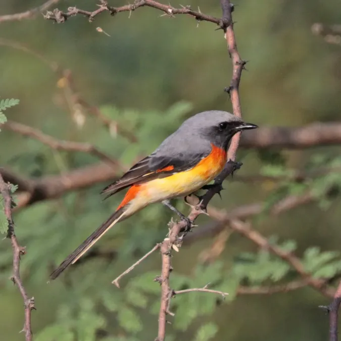 File:Small minivet (Pericrocotus cinnamomeus pallidus) male Narlai.jpg