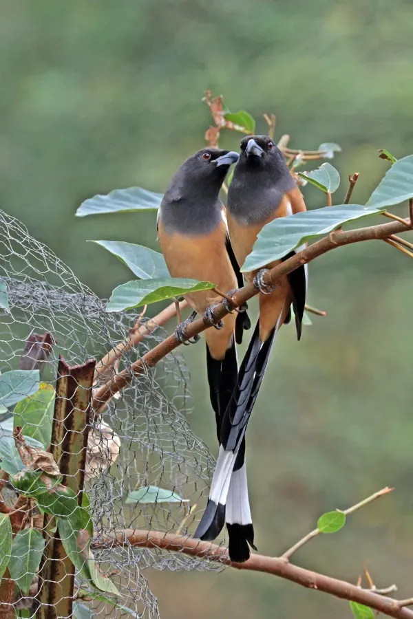 File:Rufous treepie (Dendrocitta vagabunda vagabunda) Jahalana 7.jpg