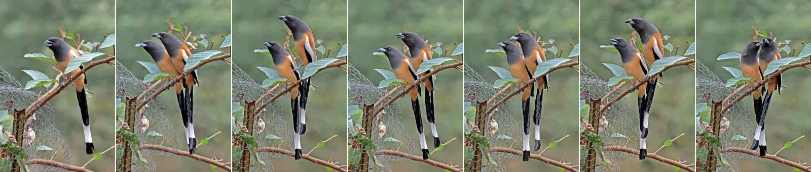 File:Rufous treepie (Dendrocitta vagabunda vagabunda) Jahalana composite.jpg