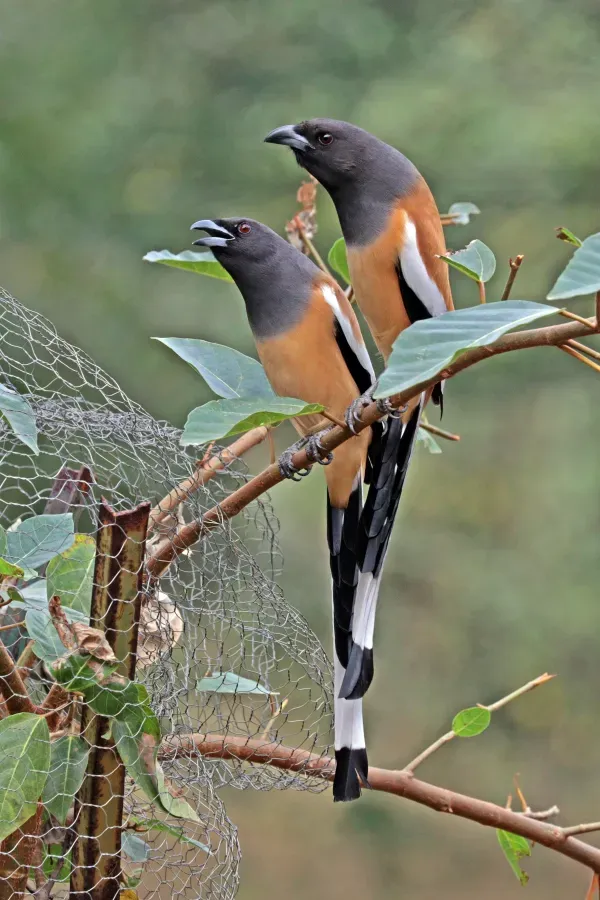 File:Rufous treepie (Dendrocitta vagabunda vagabunda) Jahalana pair.jpg