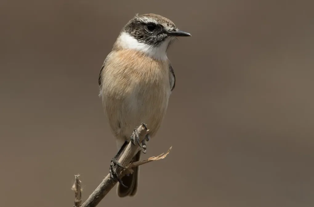 File:Canary Islands stonechat (Saxicola dacotiae).jpg