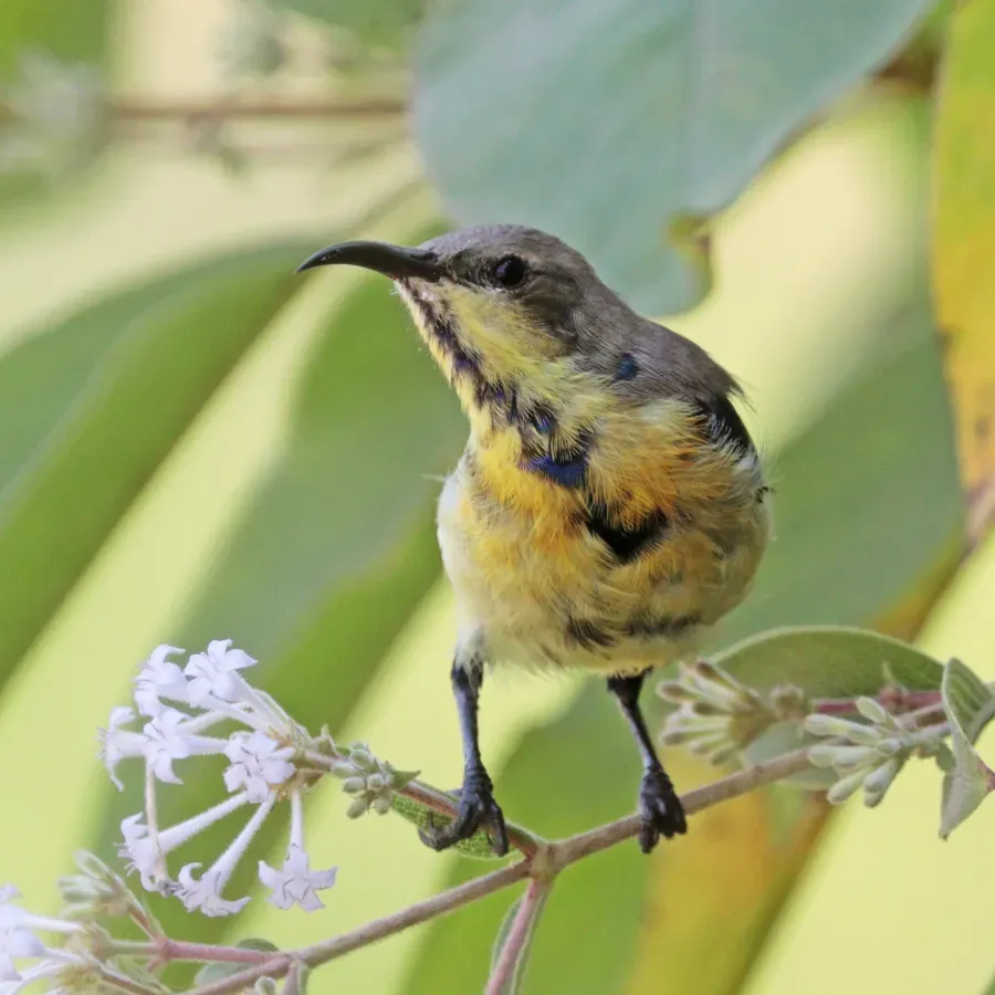 File:Purple sunbird (Cinnyris asiaticus asiaticus) male non breeding Udaipur.jpg