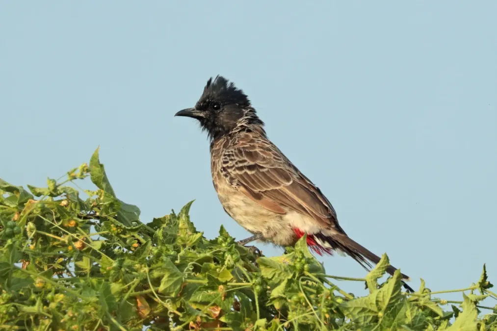 File:Red-vented bulbul (Pycnonotus cafer humayani) Narlai.jpg