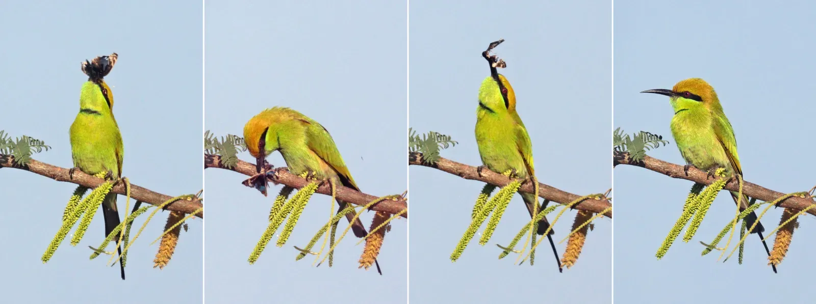 File:Green bee-eater (Merops orientalis) with blue pansy composite.jpg