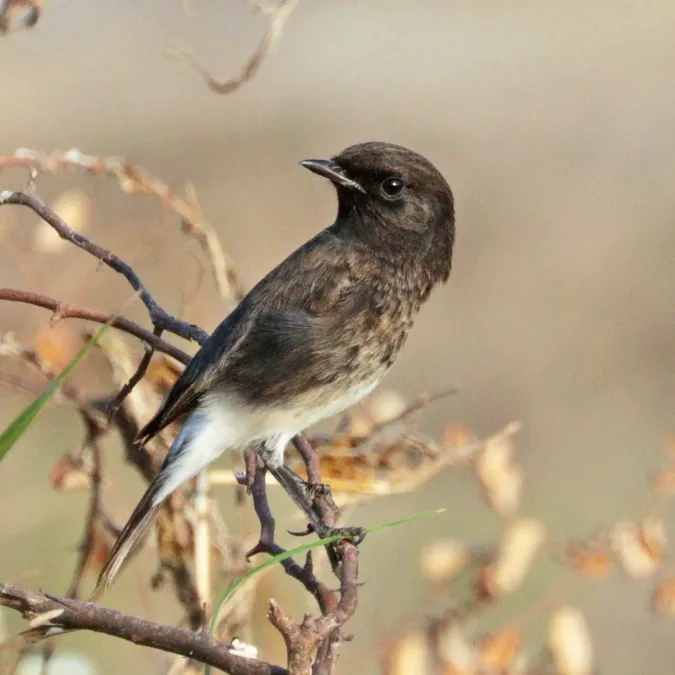 File:Pied bushchat (Saxicola caprata bicolor) male Jojawar.jpg