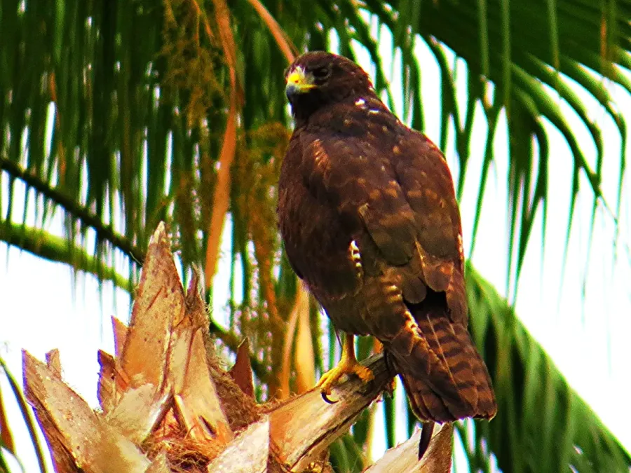 File:Buteo albonotatus juv.jpg