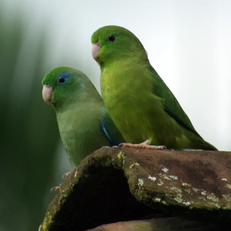 File:Forpus conspicillatus -Colombia -pair-8-3c.jpg