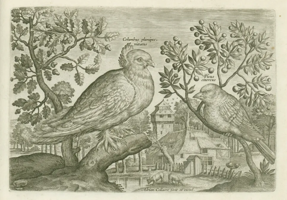 File:Columbus plumpipes vittatus (Duif waarvan de poten bedekt zijn met veren) & Picus cibereus (specht) Avium Vivae Icones in aes incisae & edita ab Adriano Collardo (serietitel), BI-1943-208-2.jpg