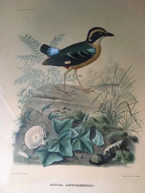 File:Pitta Angolensis by Daniel Giraud Elliot in 1893.jpg