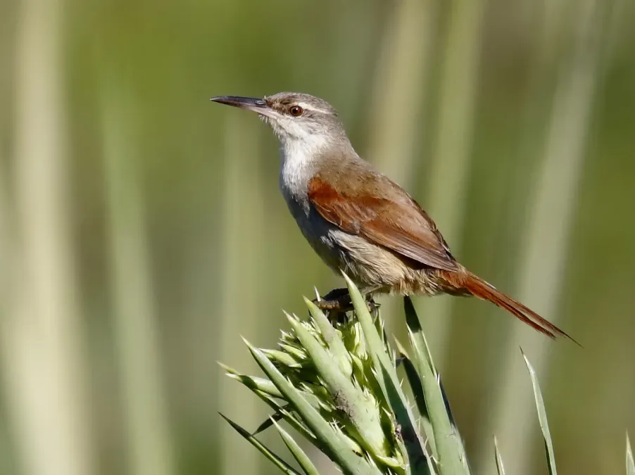 File:Limnoctites rectirostris - Straight-billed Reedhaunter; Candiota, Rio Grande do Sul, Brazil.jpg