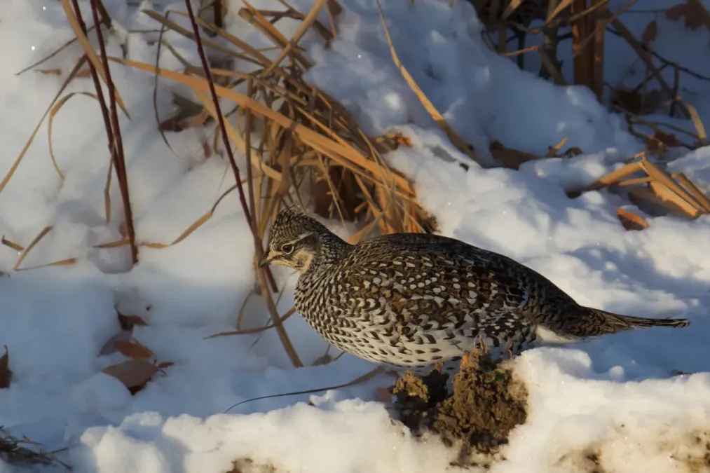 File:Tympanuchus phasianellus in snow.jpg