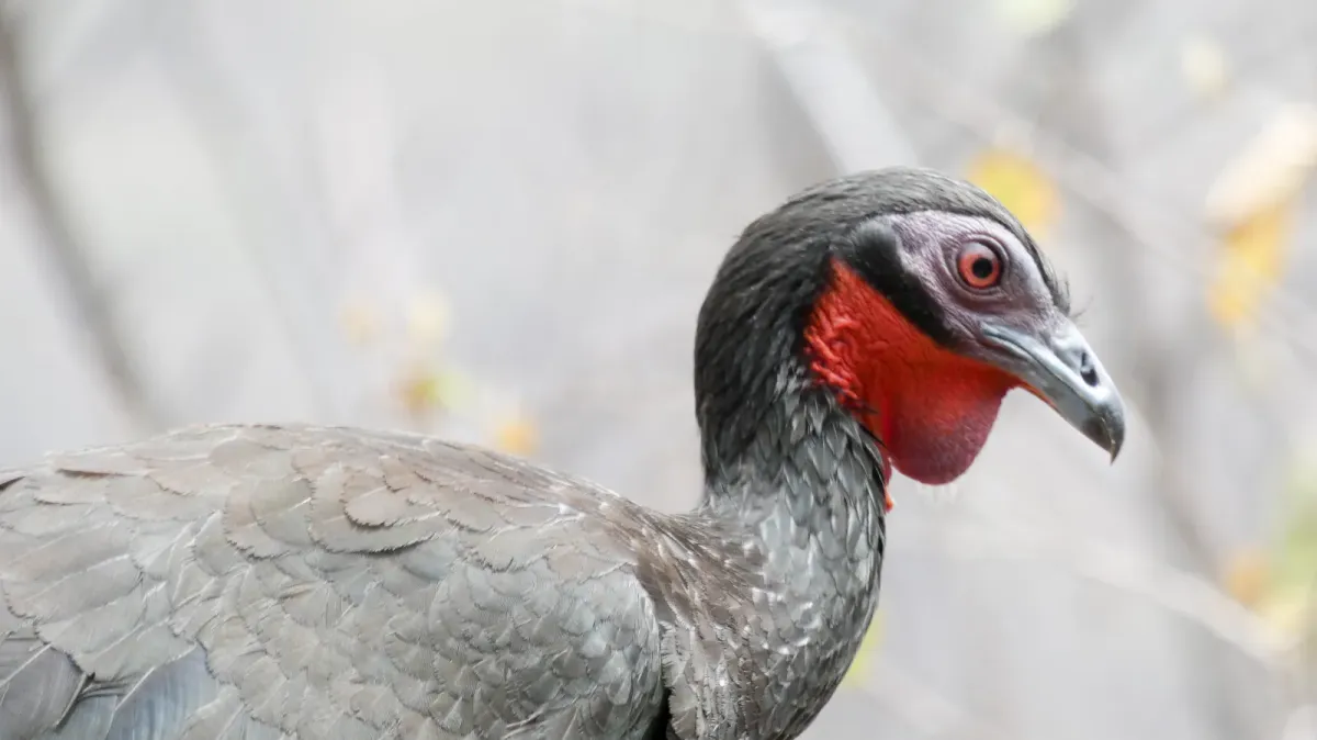 File:Penelope albipennis1.jpg