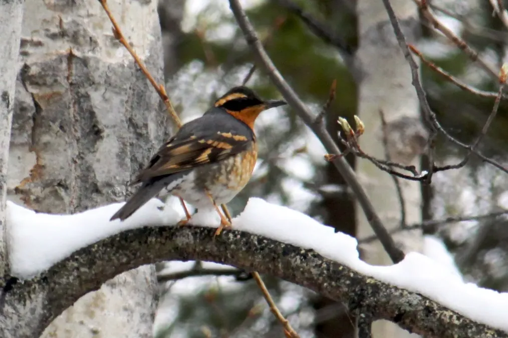 File:Ixoreus naevius Charlie Lake.jpg