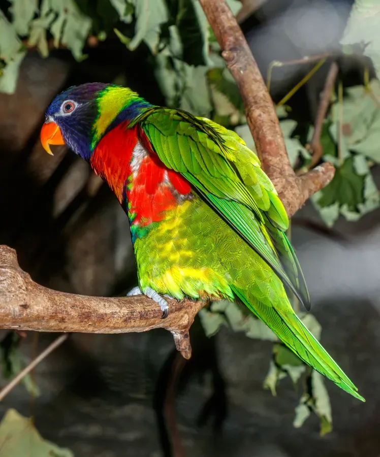 File:Trichoglossus forsteni forsteni - Karlsruhe Zoo 01.jpg