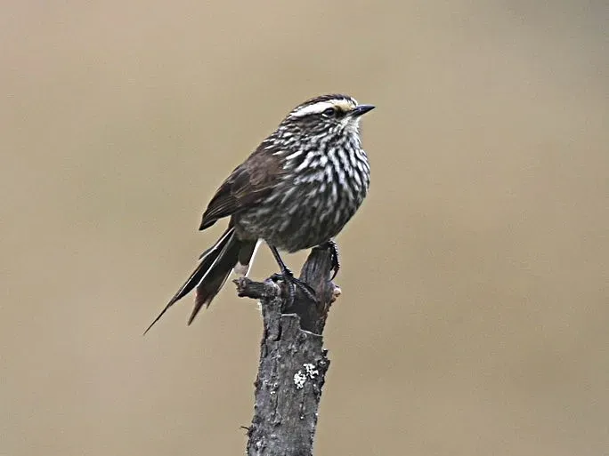 File:Andean Tit-spinetail (Leptasthenura andicola) cropped2.jpg