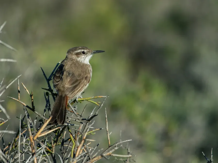 File:Ochetorhynchus phoenicurus - Band-tailed Earthcreeper.jpg