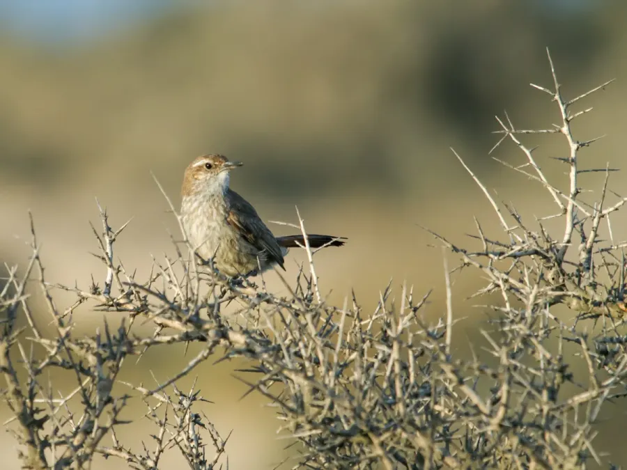 File:Ochetorhynchus phoenicurus - Band-tailed Earthcreeper Valdes.jpg